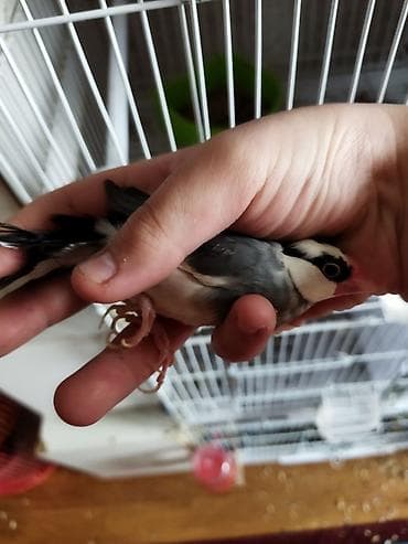 Salam təcili satilir pul lazmid deye cut 1 dəfə yumurtalayiblar alanda — 6