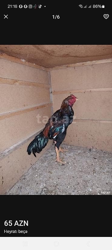 heyratı xoruzları: Salam aleykum. Super cins bece meşqi olub cidi isdeyene atilacaq — 2