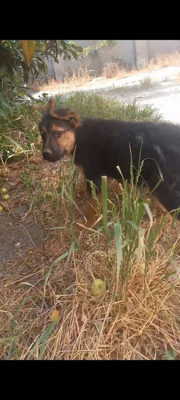 iran coban iti: Немецкая овчарка, 4 месяца, Самец — 2