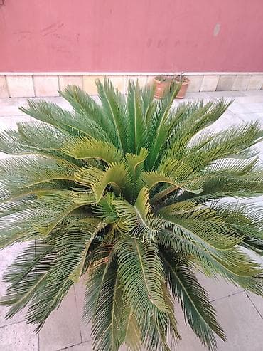 Bitki: Cycas revoluta (Saqo xurması, Sago Palm) - Növ: Həmişəyaşıl