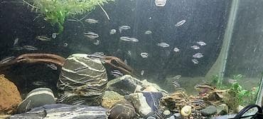 jako tutuquşu: Cixlid balığı, Sülhsevər — 2