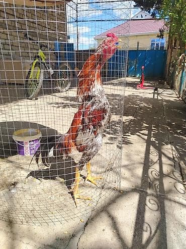 qızıl balıq akvarium: Saglam və yaxşı doyşür ✊ — 2