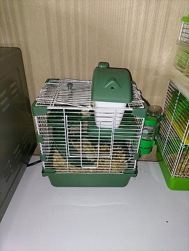 ekiz balali qoyun: 5 hamster 2 erkek 3 dışı ag boz tonlarında qefeslerle su qabı ve.s — 3