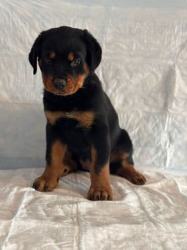 Qoruyucu plyonka və şüşələr: Rotveyler — 1