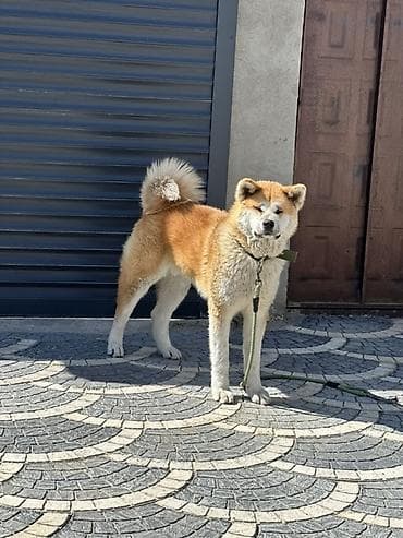 it pulsuz: Akita-inu — 2