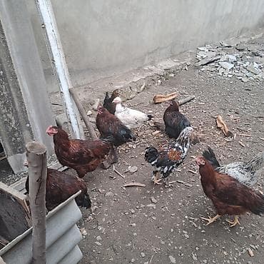 Atlar: Salam kurt toyuq satan varsa yazsin xacmazda — 1