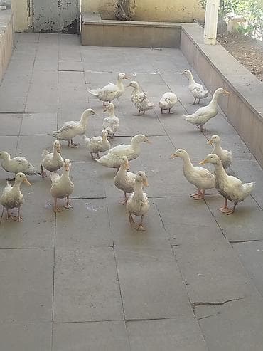 en boyuk itler: Salam gördüyünüz Pekin ordeklerin Satıram Təcilli Şəraitim olmadığı — 2