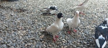 göyercin yuvası: Məhsul: Qüvvətli uçuş və baxımlı görünüşə malik ev göyərçinləri — 10