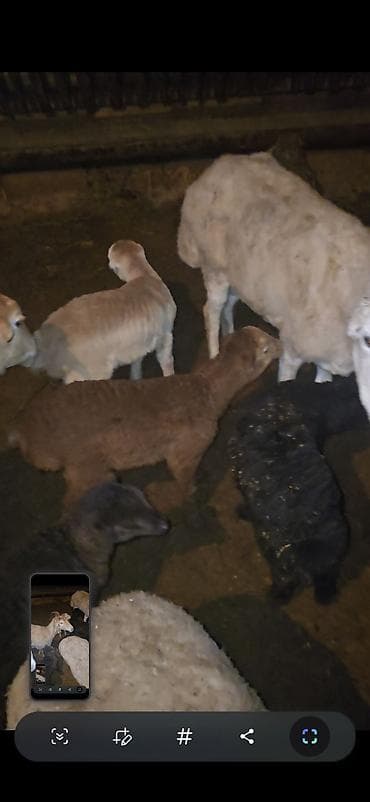 Camış: 5 dənə balalı qoyun. Sağlam qapı heyvanımdı.İşimlə əlaqədar olaraq — 7