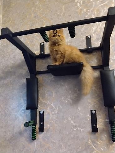 pers pisiyi: Fars — 8