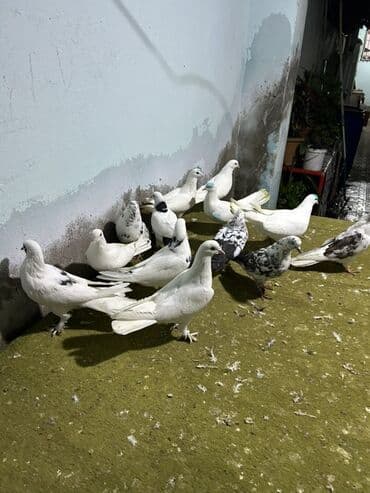 şahin quşunun qiyməti: 5 manatdan 10 manata kimi qiymet deywr — 1