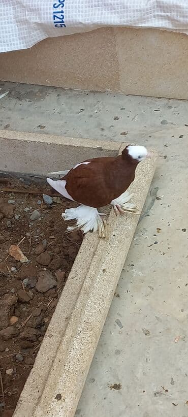 Cins göyərçin – ağ başlı, qəhvəyi-bənövşəyi bədənli, ağ quyruqlu və — 3
