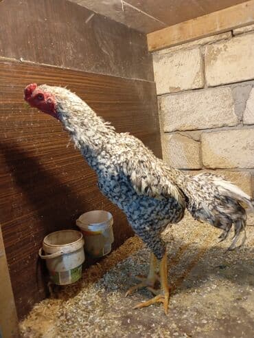 heyratı o şamo: Xoruz, Heyratı, il: 1, Ünvandan götürmə — 1