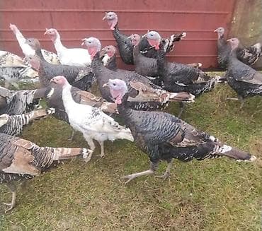 qizil qus: Məhsul: Hinduşkalar (qrup halında) Təsvir: - Geniş həyət şəraitində — 2