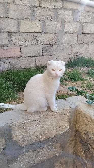 pişik cutləşdirilir: Şotland yastı qulaq, Dişi — 2