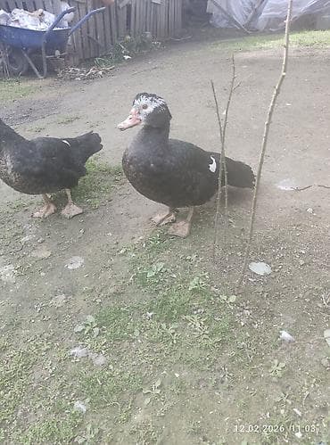 ördək qiyməti: Zümrüdü lal ördək,biri ərkey biri dişidi.7 ayliqdi.Ev heyvaniditam — 4