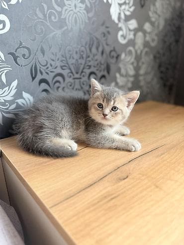 pişik: Qızıl şinşilla, Erkək, Dişi, Yaxşı əllərə, Ünvandan götürmə, Ödənişli çatdırılma — 8