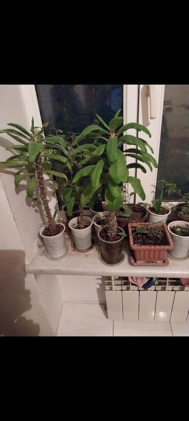 Bakixanov qəsəbəsi(Razin)