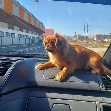 heyvanlar pişik: Pekines, 6 ay, Erkek, Peyvəndli — 3