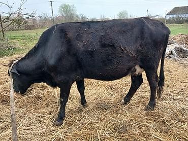 xaski balalari satilir: Salam heyvan Ana baladi yaxsi erkek balasi var inek hundur inekdi — 6