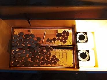 İstehsal avadanlığı: İnkubator – 250 yumurta tutumu Xüsusiyyətlər: - Toyuq, ördək və qaz — 2