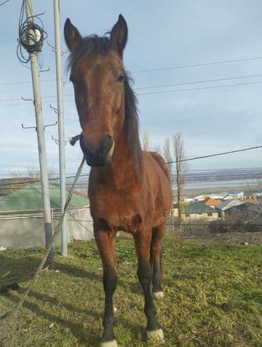 животные в добрые руки баку: Qəhvəyi rəngli at - Növ: yerli minik/iş atı - Rəng: tünd qəhvəyi — 3
