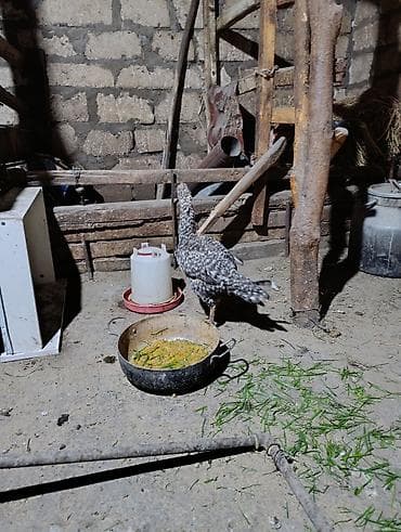 toyuqları: Toyuq, Yumurtalıq, Ödənişli çatdırılma — 1