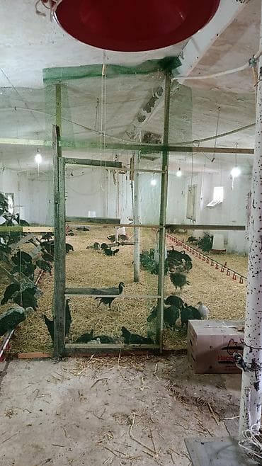 qaz sobasl: Bakı-Quba yolunun Siyəzən rayon ərazisində asfalt yoldan 150 metr — 3