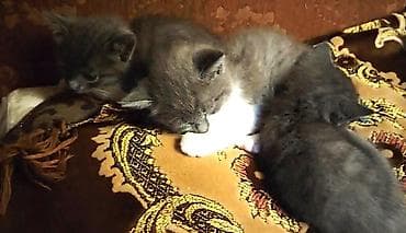 pişik erkek: Britan, Erkək, Dişi — 3