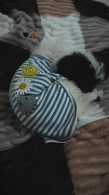 gta 5 disk pc: IPhone 13, Qara, Face ID — 3