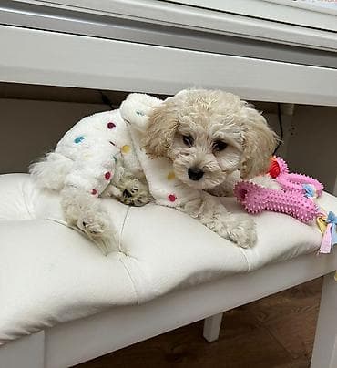 pudel satilir 2020: Pudel, 3 ay, Erkek, Peyvəndli, Pulsuz çatdırılma — 7