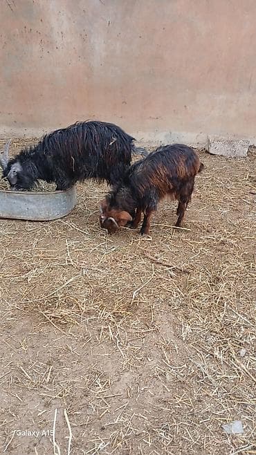 heleb keçisi: 14 eded keci satilir.4 erkek 10 disi.disiler hamsi tekesini — 7