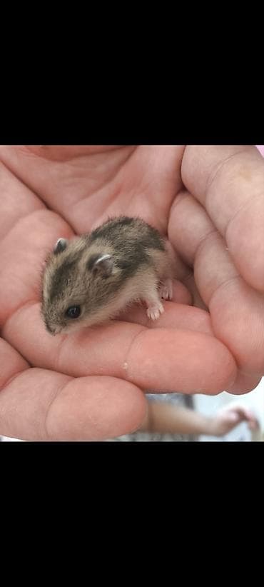 hamster near me: Ag ve qehveyi hemstr balalari satilir isteyen yazsin ededi 3 azndir — 3
