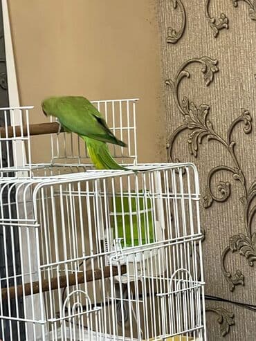 приют для кошек в баку: Ojerelya Arjelya Ajarelya Ojeralya Tutuquşu Yaşıl Pakıstan Tutuquşu — 8