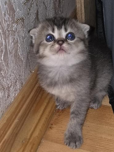 pişiklərin cütləşməsi: Şirin pişik balaları - Cins: Scottish Fold/Scottish Straight tipli — 9