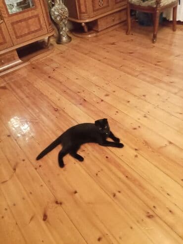 heyvan geyimleri: Şotland yastı qulaq — 3