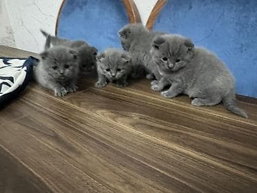 siyam pişik: Britan, Erkək, Dişi, Yaxşı əllərə, Ünvandan götürmə — 3