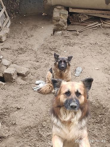 itler pitpul: Alman çoban iti — 3