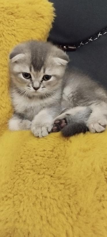 pişik pers: Şotland — 3