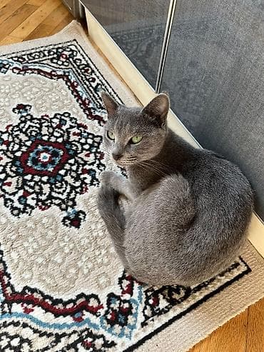 teddi ayı haqqında məlumat: Britan, Dişi, Yaxşı əllərə — 2