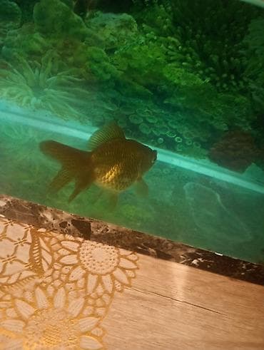 gence akvarium: Qızıl balıq, Sülhsevər — 3