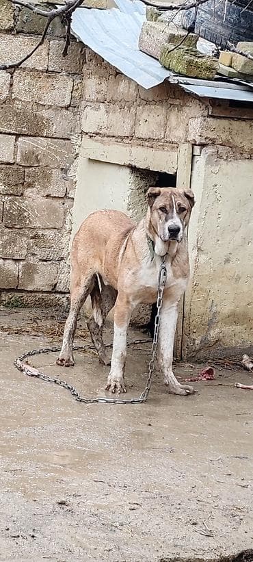 ov iti satisi: Kanqal — 5