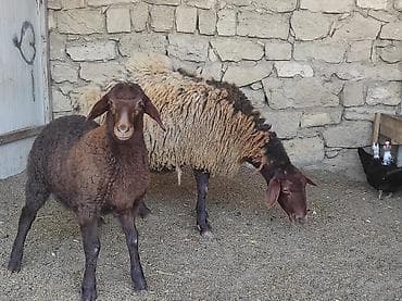 Bakı qoyunu 4 qarın erkek balayla birlikde satılır tam saglam bala 1