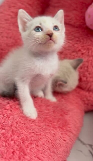 etibarlı əllərə pişik: Yaxşı əllərə — 3