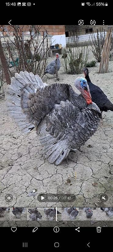 cins ineklerin satisi: Erkək, Damazlıq — 1