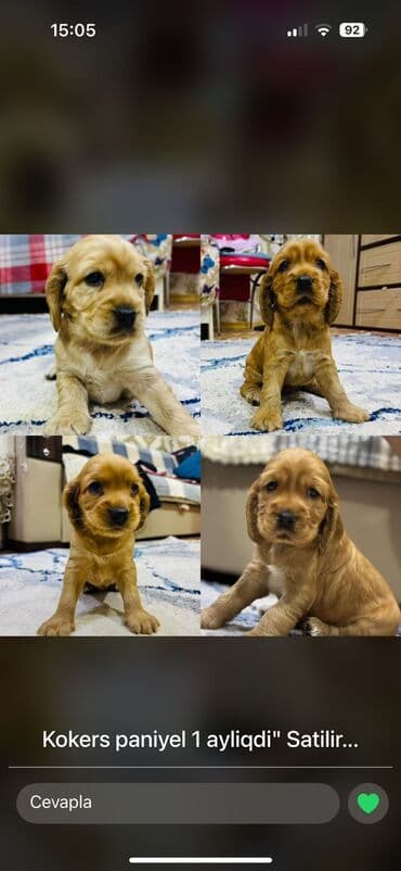 it baytarı: Koker spaniyel, 1 ay — 1