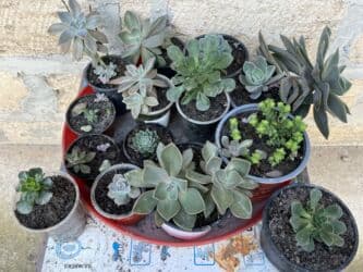 qazon toxumu qiyməti: Her biri ucuz kimete Gencededi catirma var size yaxin yere ancag — 32