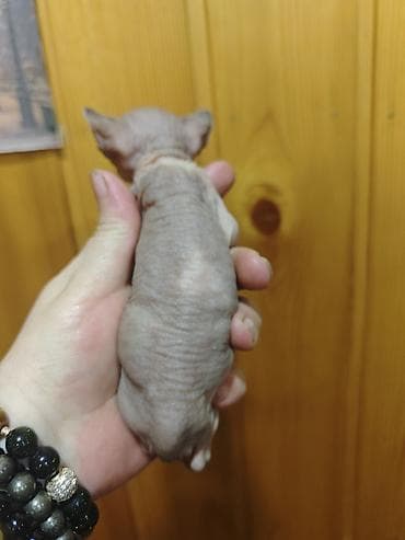 heyvan: Котята сфинкс эльфы.есть так же прямоушки.принимается бронь на котят.2 — 2