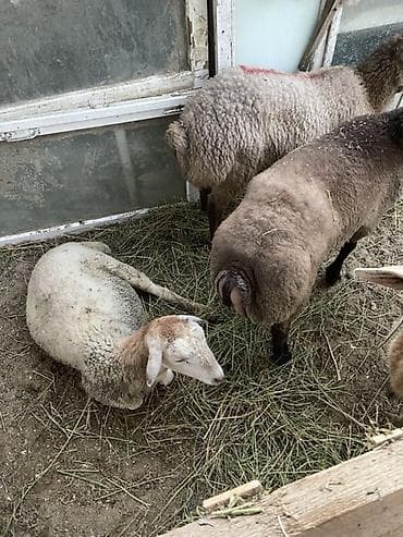 heyvanlar quslar: Tam sağlam 4ədəd heyvan Cəbrayıl heyvanlarıdır kok lülə kimi heyvandır — 3