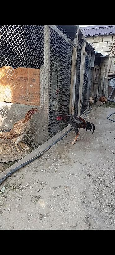 serebrist toyuqlar: Salam aleyküm həyətinde temiz cins saxlamaq isdeyen əlaqə saxlasın. 8 — 5